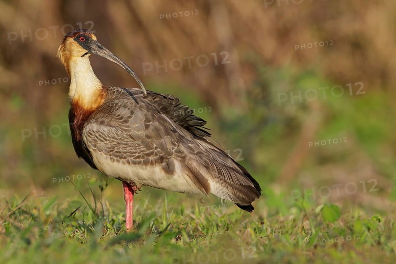 Buff-necked Ibis (Theristicus caudatus) feeding in a wetland area in the Pantanal region of Brazil
