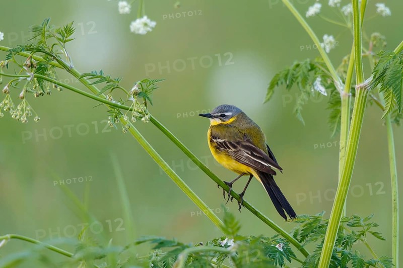 Western Yellow Wagtail (Motacilla flava) male, North Rhine-Westphalia, Germany