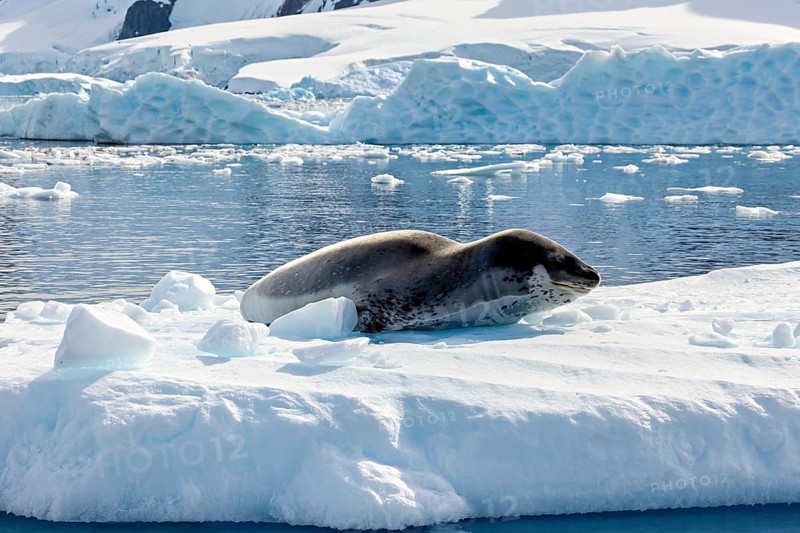 A sea lion lies on an ice floe surrounded by a calm Antarctic snowscape, leopard seal (Hydrurga leptonyx) on an ice floe in the Antarctic