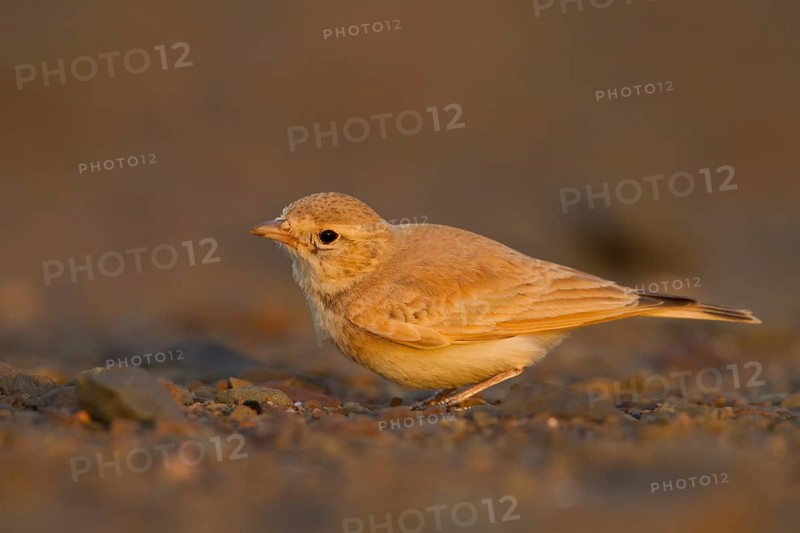 Bar-tailed Desert Lark - Sandlerche - Ammomanes cincturus, Marokko, adult