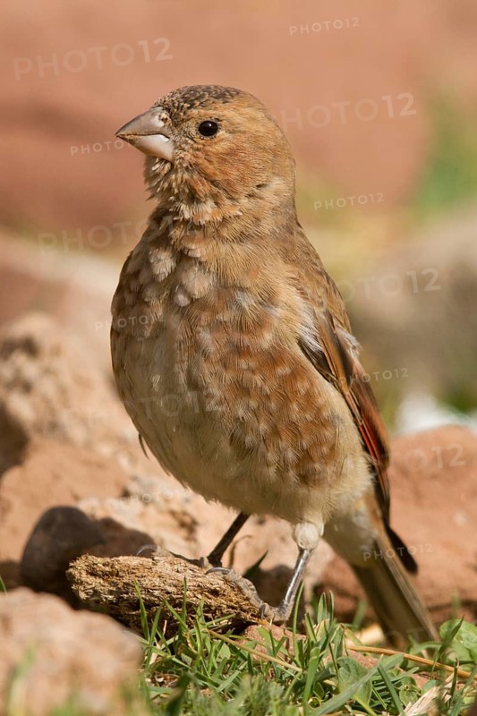 Eurasian Crimson-winged Finch (Rhodopechys sanguineus) male, Morocco