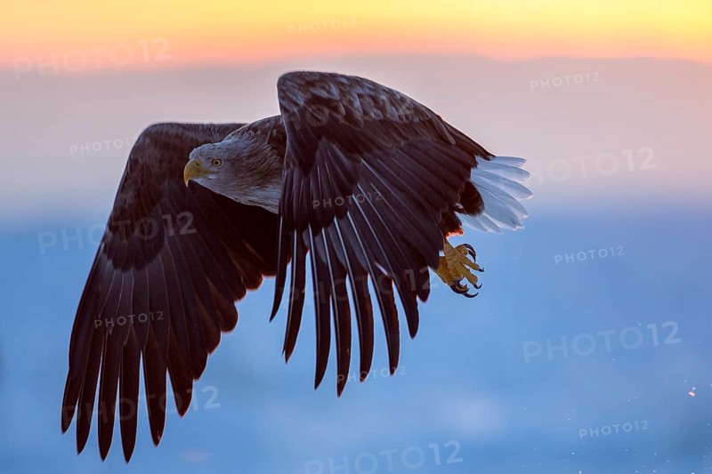 White-tailed Eagle (Haliaeetus albicilla) flying, Hokkaido, Japan