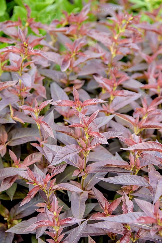 Bronze field fenugreek (Lysimachia ciliata 'Firecracker'),  Sweden