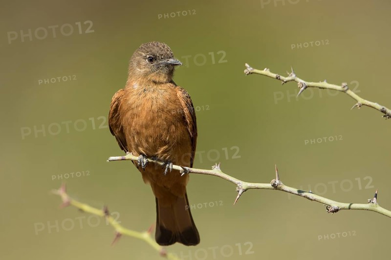 Cliff Flycatcher (Hirundinea ferruginea) perched on a thorny branch, Bolivia
