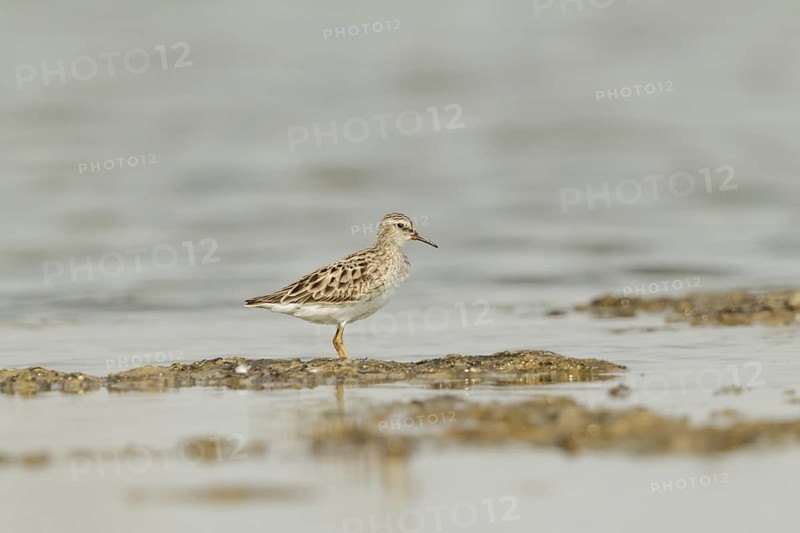 Little Stint (Calidris minuta), Kaeng Krachan, Thailand