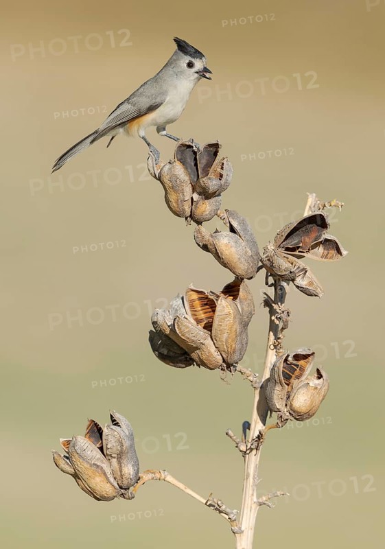 Black-crested Titmouse (Baeolophus atricristatus) perched on a branch, Texas, USA