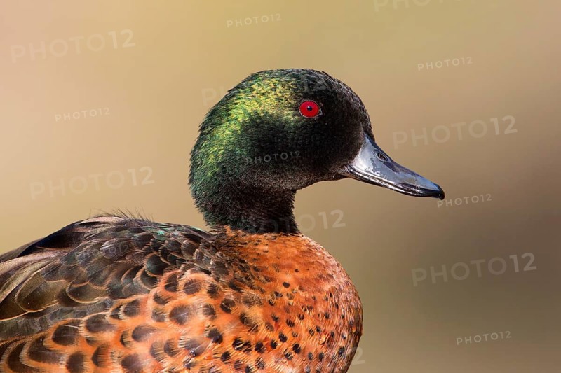 Chestnut Teal (Anas castanea) male, Victoria, Australia