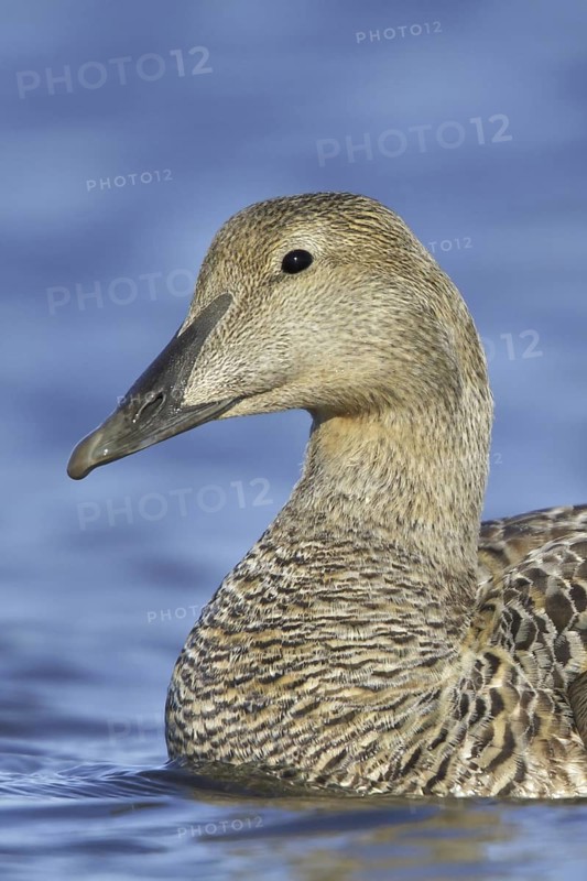 Common Eider (Somateria mollissima) female, Manitoba, Canada
