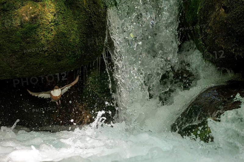 White-throated Dipper (Cinclus cinclus) flying at a waterfall, Andalusia, Spain