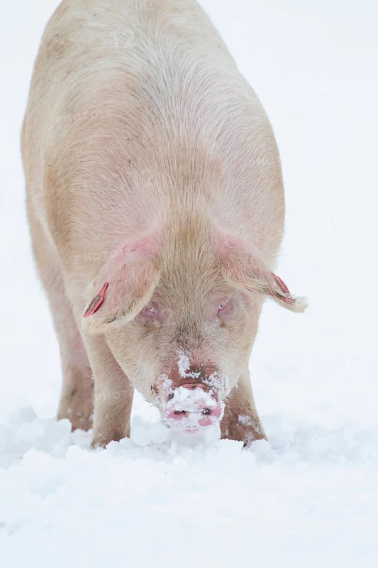 Domestic pig (Sus scrofa domesticus) adult farm animal on a snow covered field in winter, England, United Kingdom