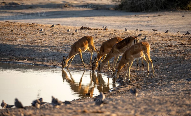 Impalas (Aepyceros melampus) drinking at a waterhole, in the evening light, Savuti, Chobe National Park, Botswana