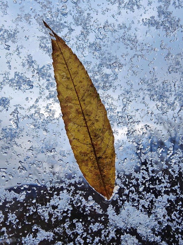 A translucent autumn leaf at the window with snow, autumn, Witten, Ruhr area, North Rhine-Westphalia, Germany