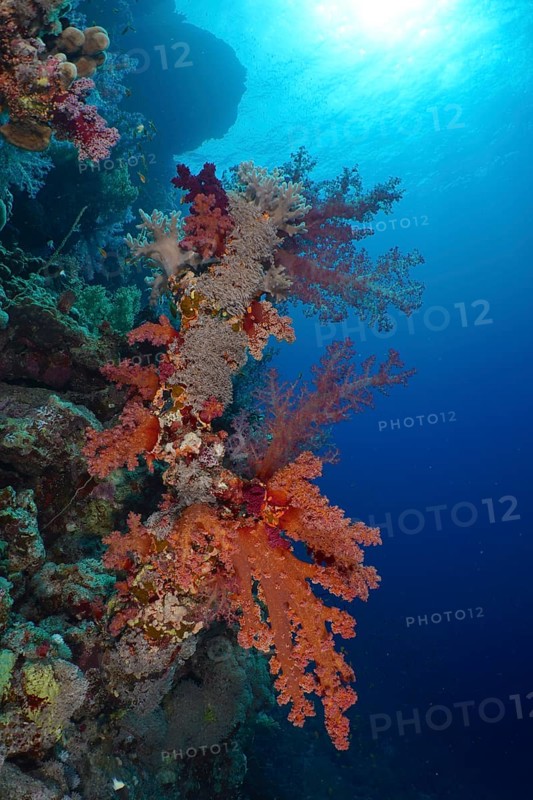 Klunzinger's tree coral (Dendronephthya klunzingeri)