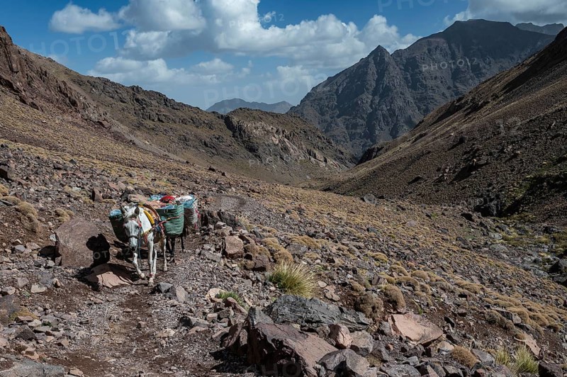 Mules on the trail to Toubkal, the highest mountain in North Africa