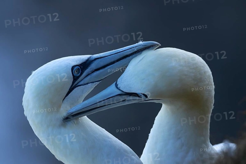 Northern gannet (Morus bassanus) two adult seabird birds preening each other during their love courtship display on a cliff in summer, RSPB Bempton cliffs nature reserve, Yorkshire, England, United Kingdom
