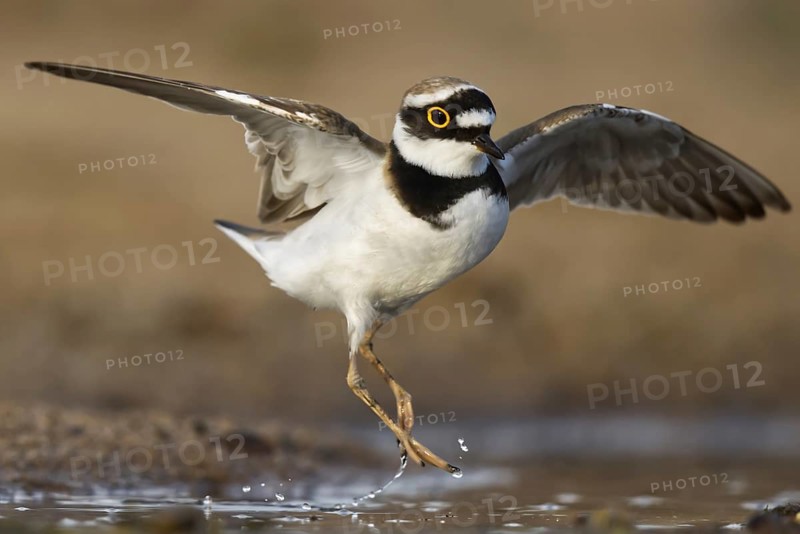 Little Ringed Plover (Charadrius dubius), North Rhine-Westphalia, Germany