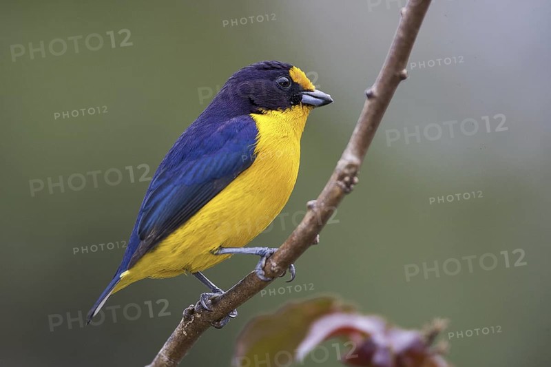 Violaceous Euphonia (Euphonia violacea) male, Atlantic rainforest, Brazil