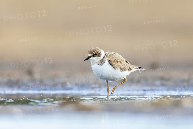 Little Ringed Plover (Charadrius dubius) juvenile, North Rhine-Westphalia, Germany