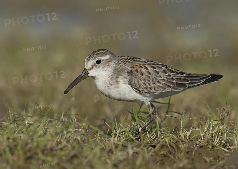 Western Sandpiper (Calidris mauri), Ohio, USA