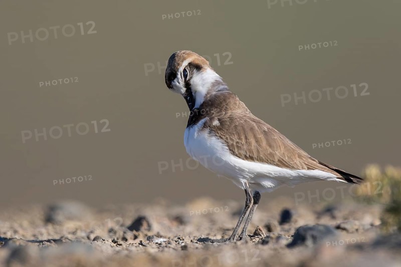 Kentish Plover (Charadrius alexandrinus) male preening, Lesvos, Greece