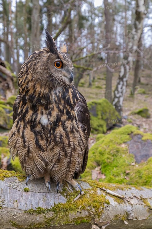 One Eurasian Eagle Owl, Bubo bubo, perched on a mossy log. Mossy rocks and a forest in the background