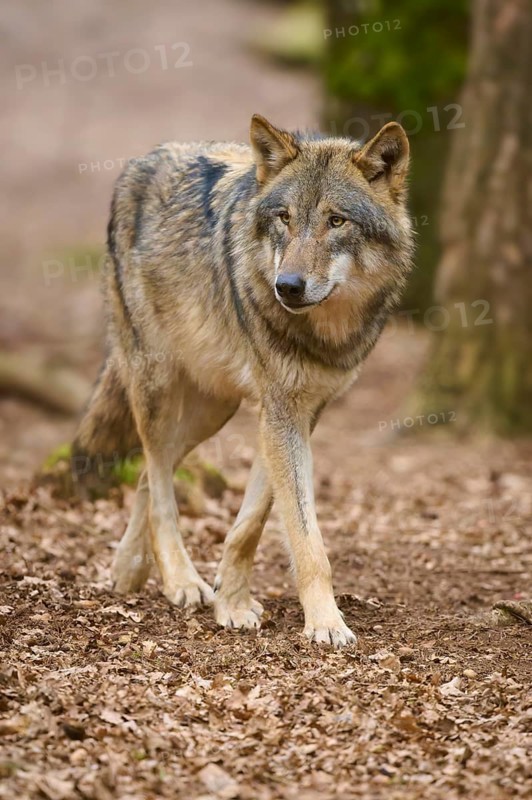 A growing wolf in the forest looks around attentively, Wolf (Canis Lupus), Germany