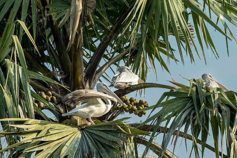 Several red pelicans (Pelecanus rufescens) sitting in the leaves of a palmyra palm (Borassus flabellifer), Murchison Falls NP, Uganda