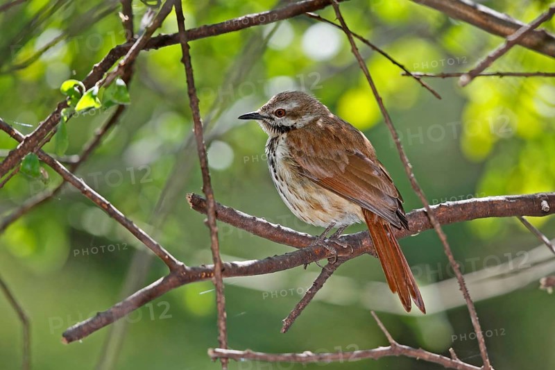 Spotted Palm Thrush (Cichladusa guttata), Lake Baringo, Kenya