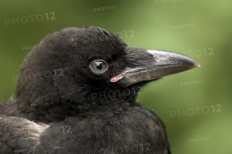 Carrion Crow (Corvus corone), North Rhine-Westphalia, Germany