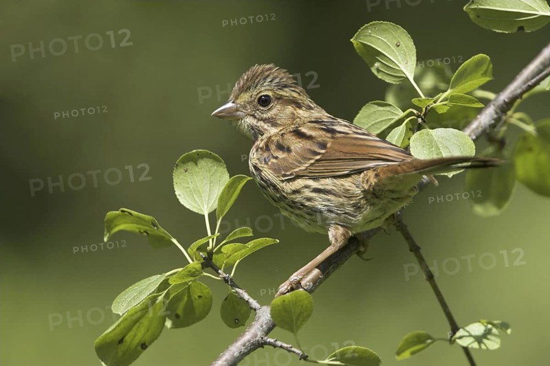 Song Sparrow (Melospiza melodia)