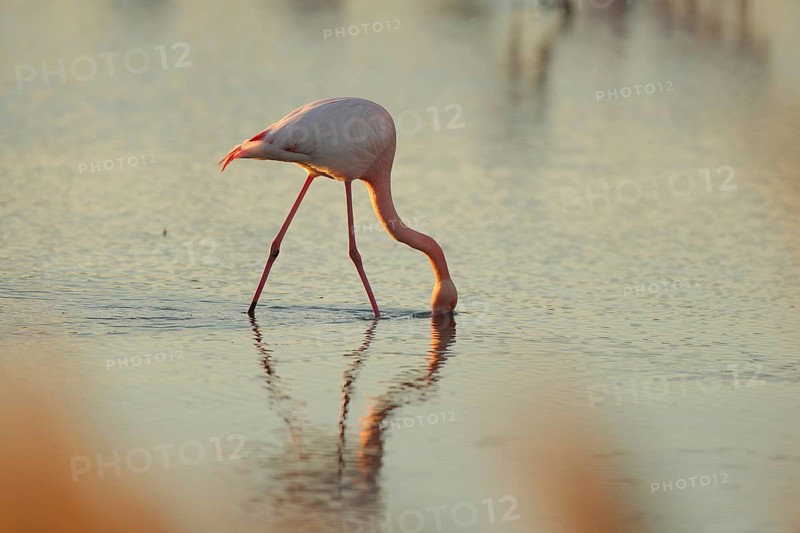 A pink flamingo showcases its vibrant colors while feeding in the shallow waters of the French Camargue, captured during its nuptial stop