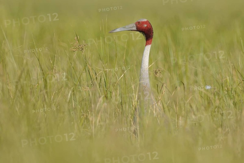 Sarus Crane (Antigone antigone), Keoladeo National Park, India