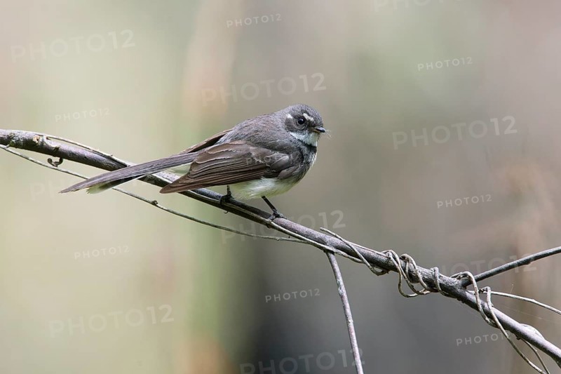 Grey Fantail (Rhipidura albiscapa) perched on a branch, Victoria, Australia