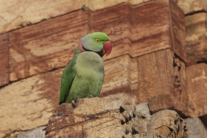 Alexandrine Parakeet (Psittacula eupatria) male, New Dehli, India