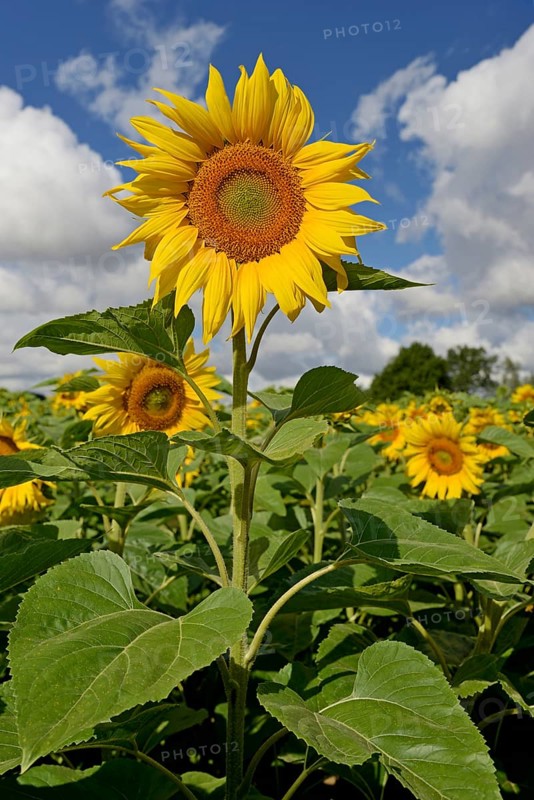 Sunflowers (Helianthus annuus) in bloom, sunflower field, blue cloudy sky, North Rhine-Westphalia, Germany