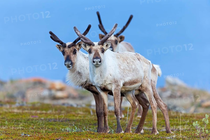 Reindeer, reindeer, (Rangifer tarandus), animals, mammals, deer family, two, biotope, habitat, Varanger, Finnmark, Norway
