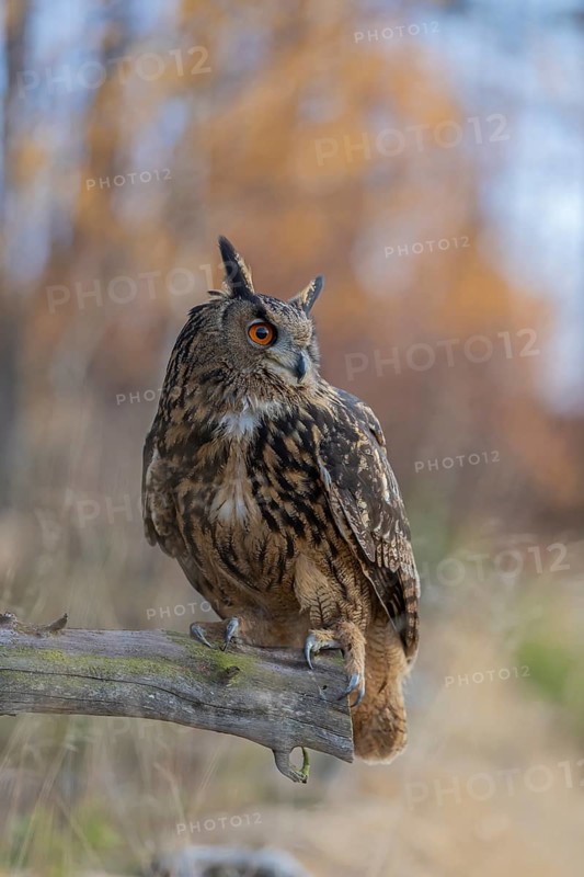 One Eurasian Eagle Owl, Bubo bubo, sitting on a root of a dead tree. A forest in fall foliage in the background
