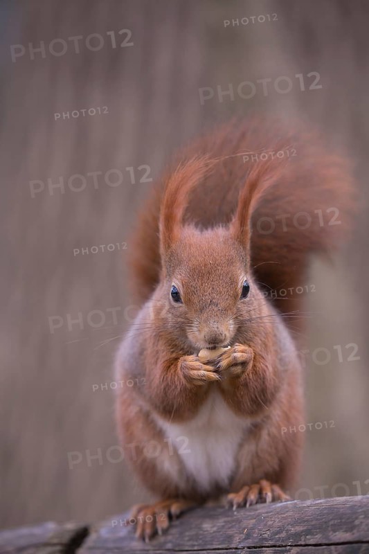 One Red squirrel or Eurasian red squirrel (Sciurus vulgaris) feeding on peanut. Trees in the background. Frontal portrait
