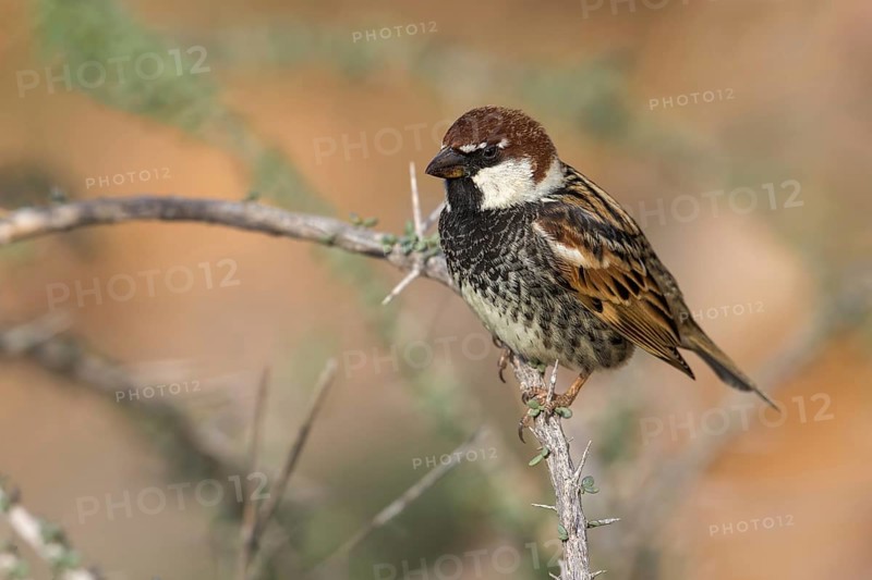 Spanish Sparrow (Passer hispaniolensis) male perched on a branch, Fuerteventura, Spain