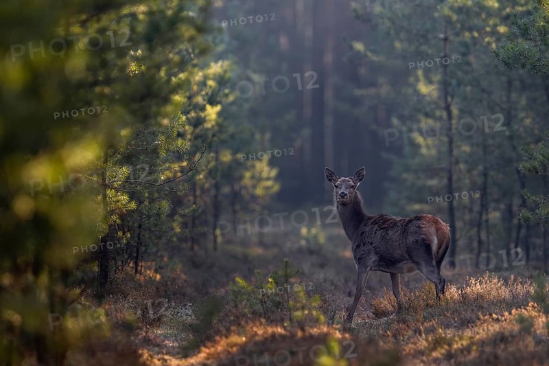 The red deer (Cervus elaphus) looks sceptically in my direction, frost, cold, hoarfrost, morning sun, Germany