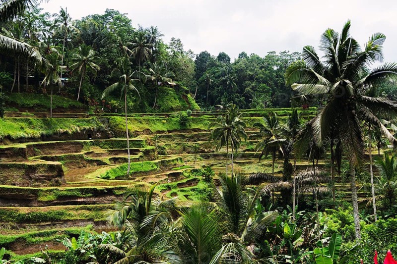 A lush, green terraced rice field surrounded by palm trees in a tropical setting. The landscape showcases layers of greenery under a cloudy sky, offering a serene view
