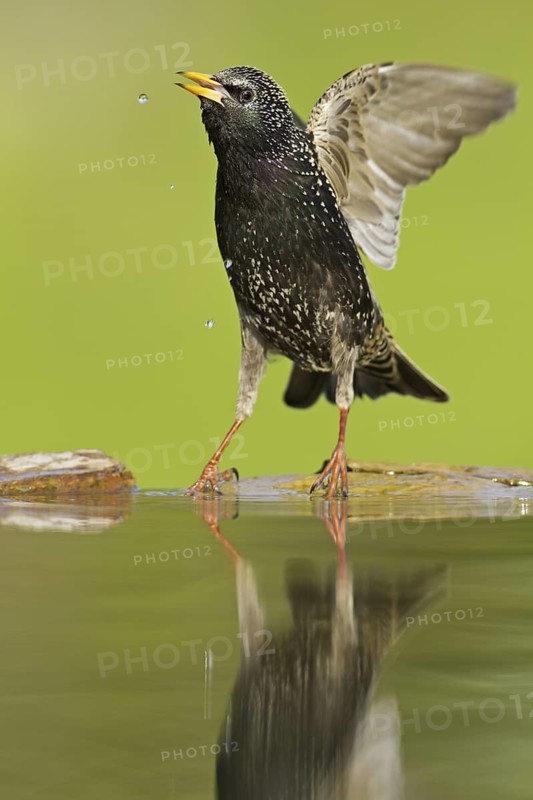 Common Starling (Sturnus vulgaris), Rhineland-Palatinate, Germany