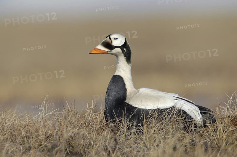 Spectacled Eider (Somateria fischeri) male, Alaska, USA