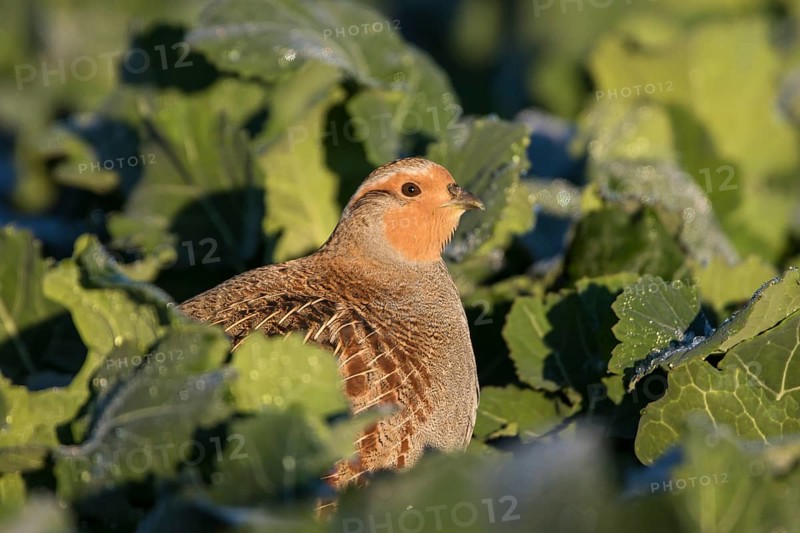 Grey Partridge (Perdix perdix), Thuringia, Germany