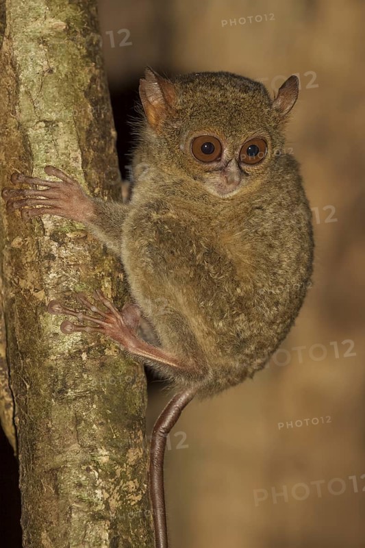 Sulawesi-Koboldmaki, Tarsius spectrumgurskyae Gursky's spectral tarsier, Tarsius spectrumgurskyae