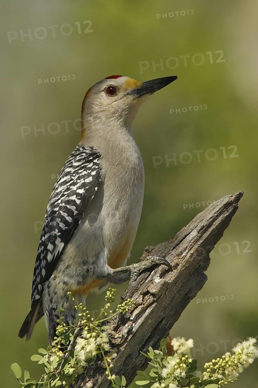 Golden-fronted Woodpecker (Melanerpes aurifrons), Texas, USA