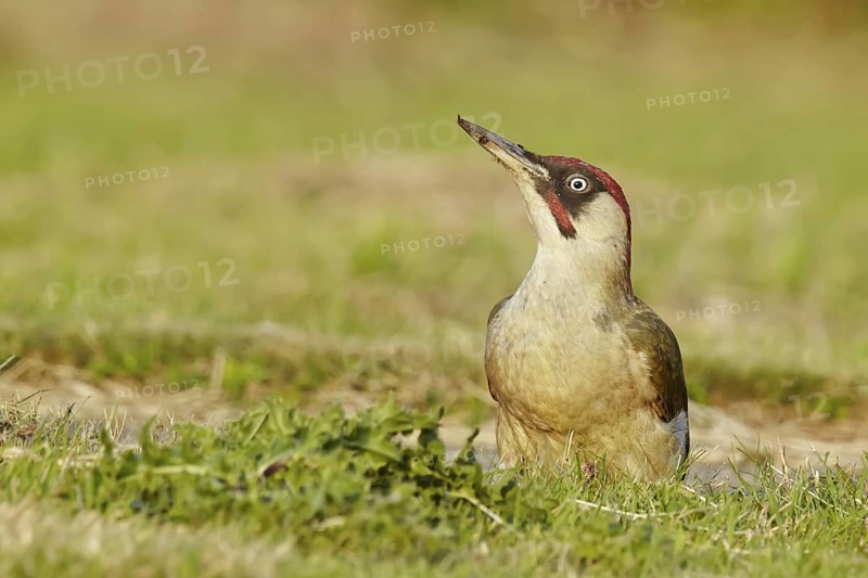 Adult, male; standing; grass; summer; feeding; ants