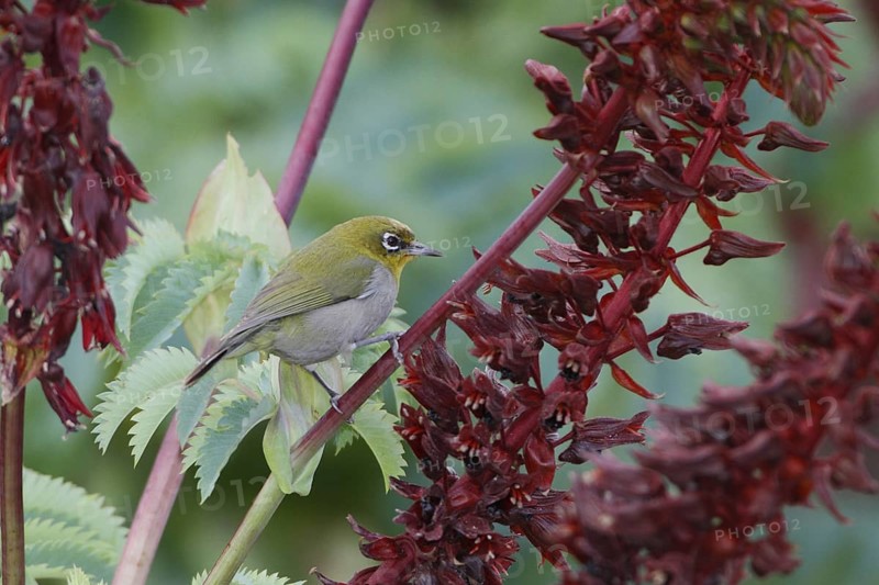 Cape White-eye (Zosterops virens), Western Cape, South Africa