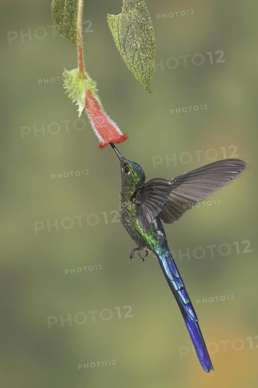 Violet-tailed Sylph (Aglaiocercus coelestis) male, Ecuador