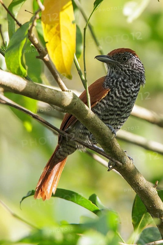 Chestnut-backed Antshrike (Thamnophilus palliatus) perched on a branch in the Atlantic rainforest of southeast Brazil